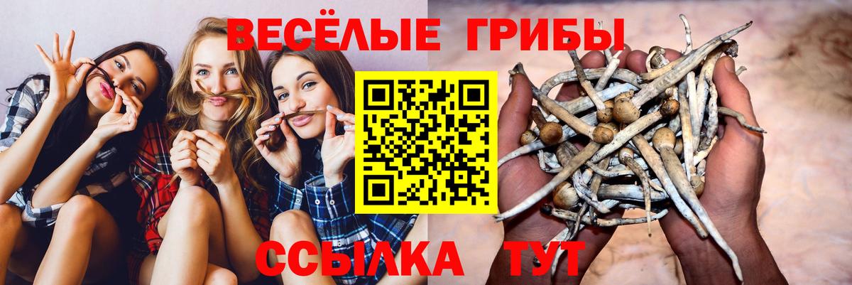 Псилоцибиновые грибы GOLDEN TEACHER  купить наркотики цена  Тутаев  Вход с VPN 